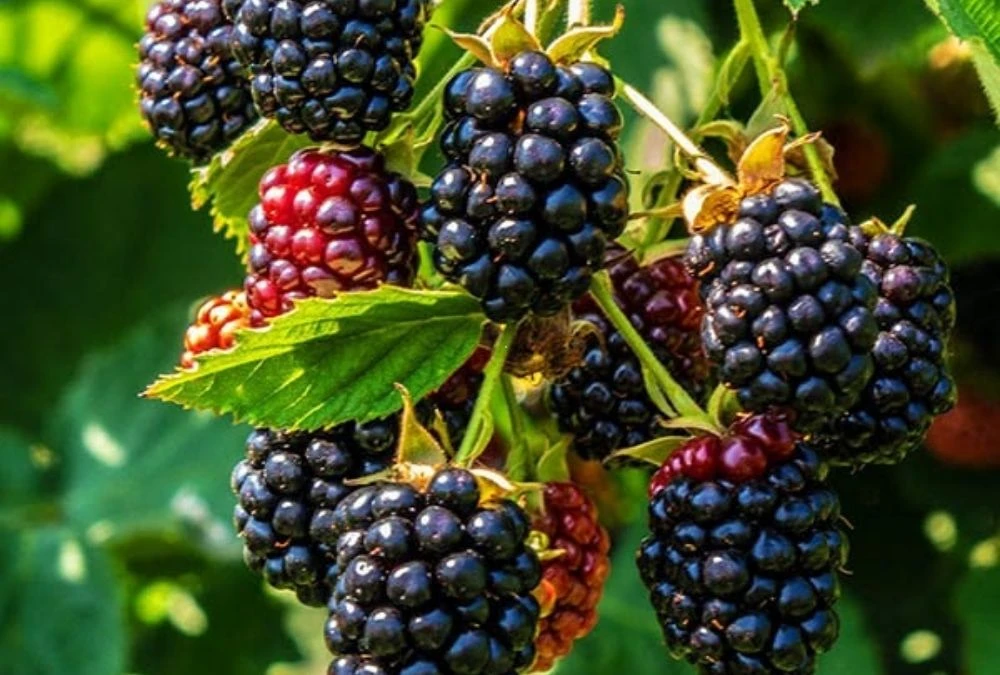 Blackberries Give Hattie Another Dose of Dark Plant Pigments