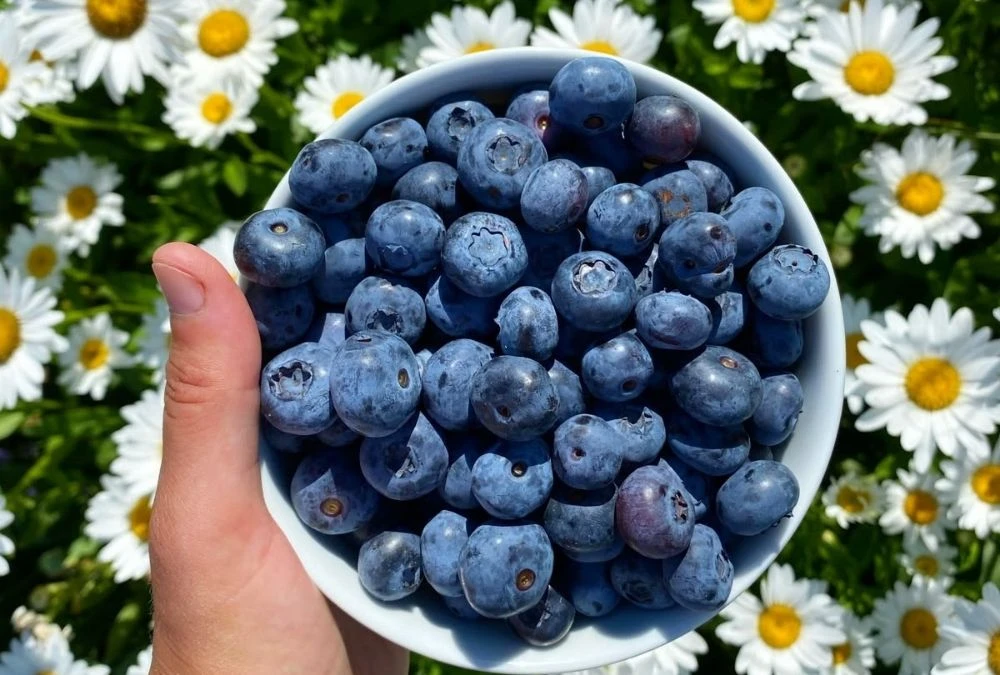 Blueberries Bring More Than Sweetness