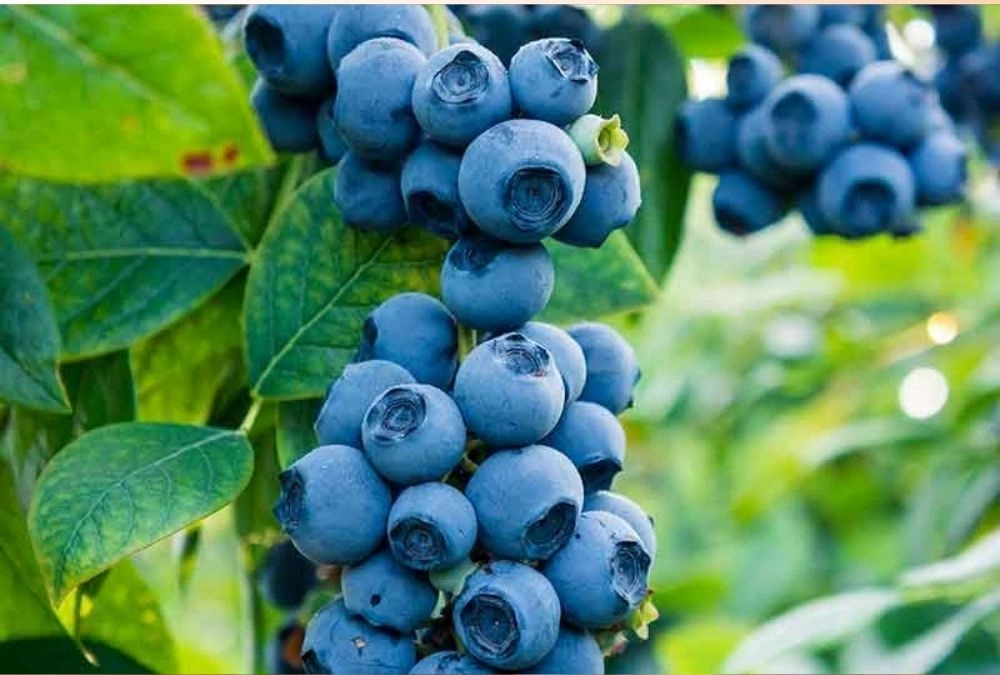 Blueberries