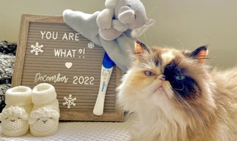 Cat Shock Pregnancy Reveal