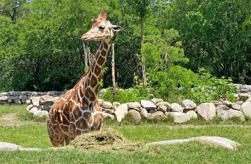 Detroit Zoo Giraffe Cam
