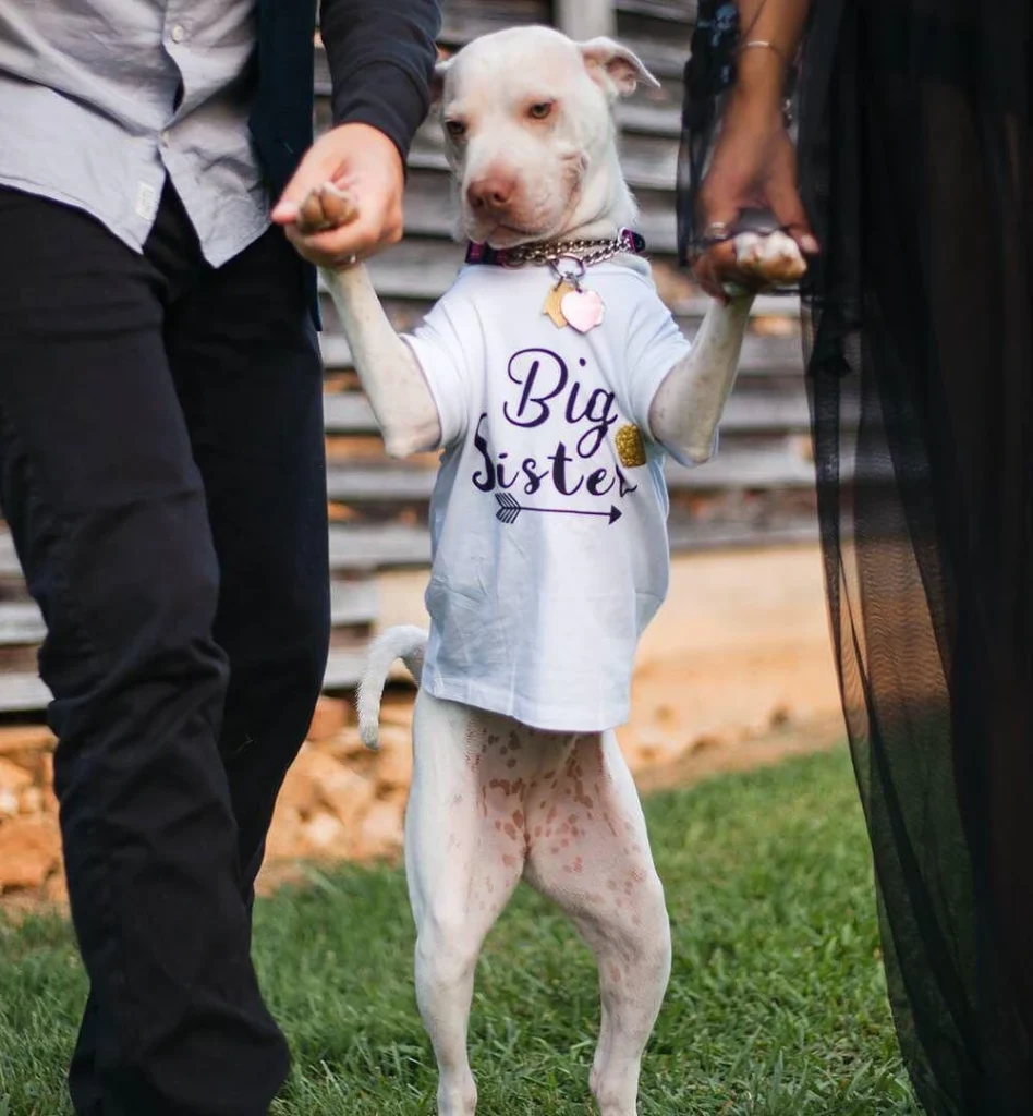 Dog Wearing Big Sister Shirt