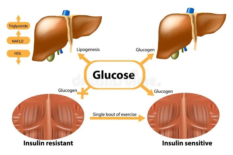 Flushing Out Stored Liver Glycogen