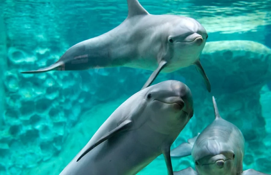 Georgia Aquarium Live Cam