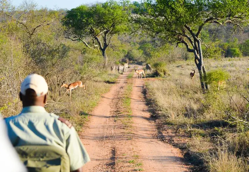 Kruger National Park Virtual Safari