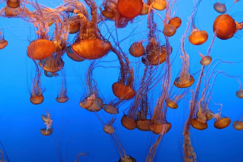 Monterey Bay Aquarium Jellyfish Tour