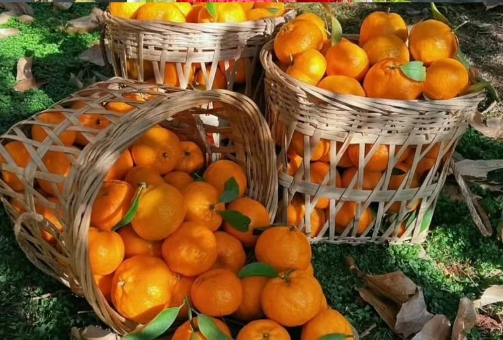 Oranges
