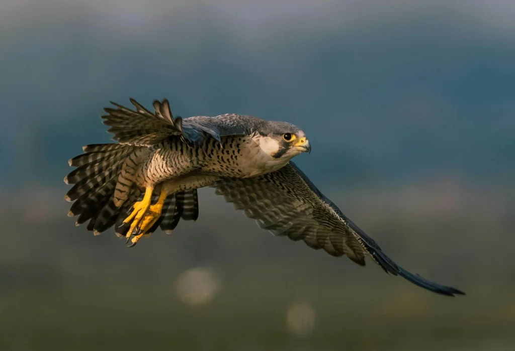 Peregrine Falcon Flight Cam