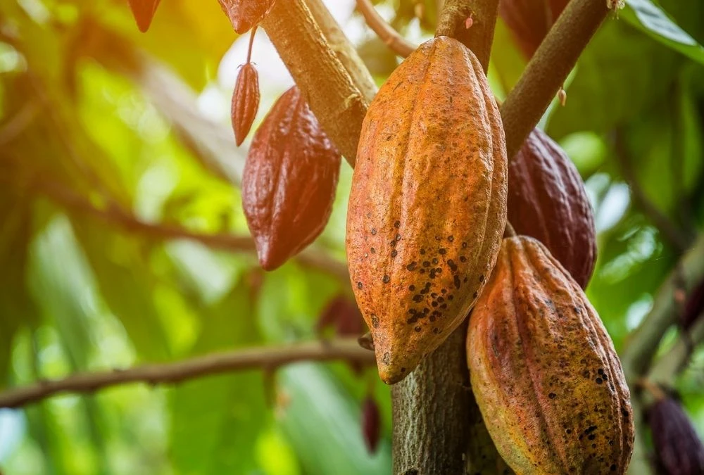 Raw Cacao Has Interesting Flavanols, but It Is Not a Mitochondria Miracle