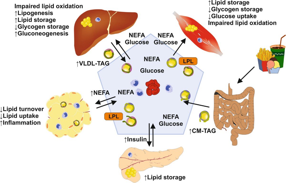 Restoring Cellular Insulin Sensitivity