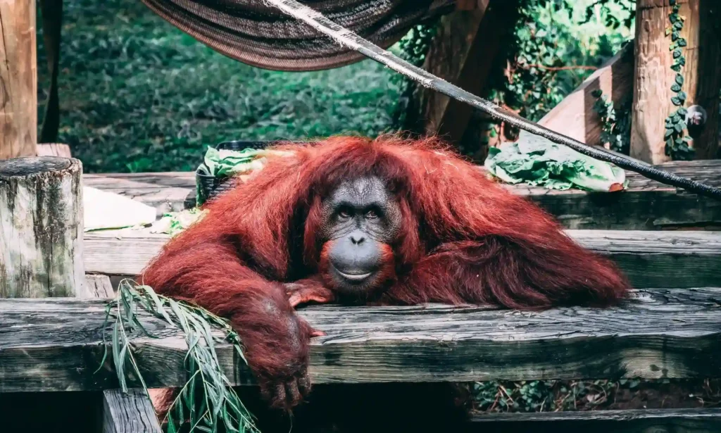 San Diego Zoo Ape Cam