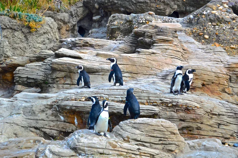San Diego Zoo Penguin Cam
