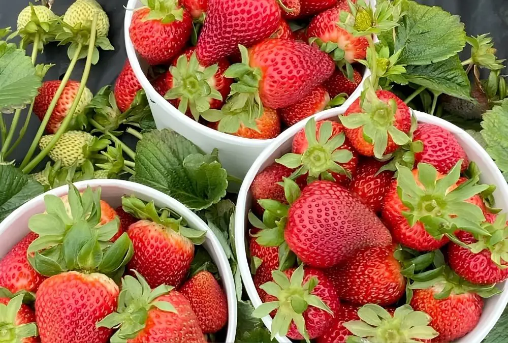 Strawberries