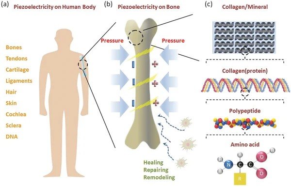 The Electrical Signals Inside Your Skeleton