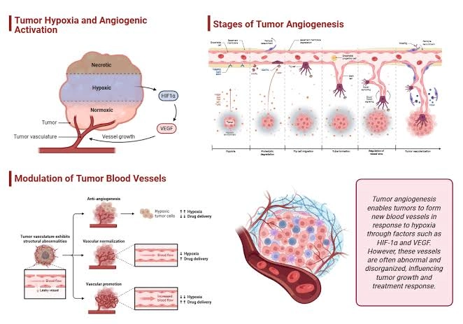The Signal Tumors Use To Build New Blood Vessels