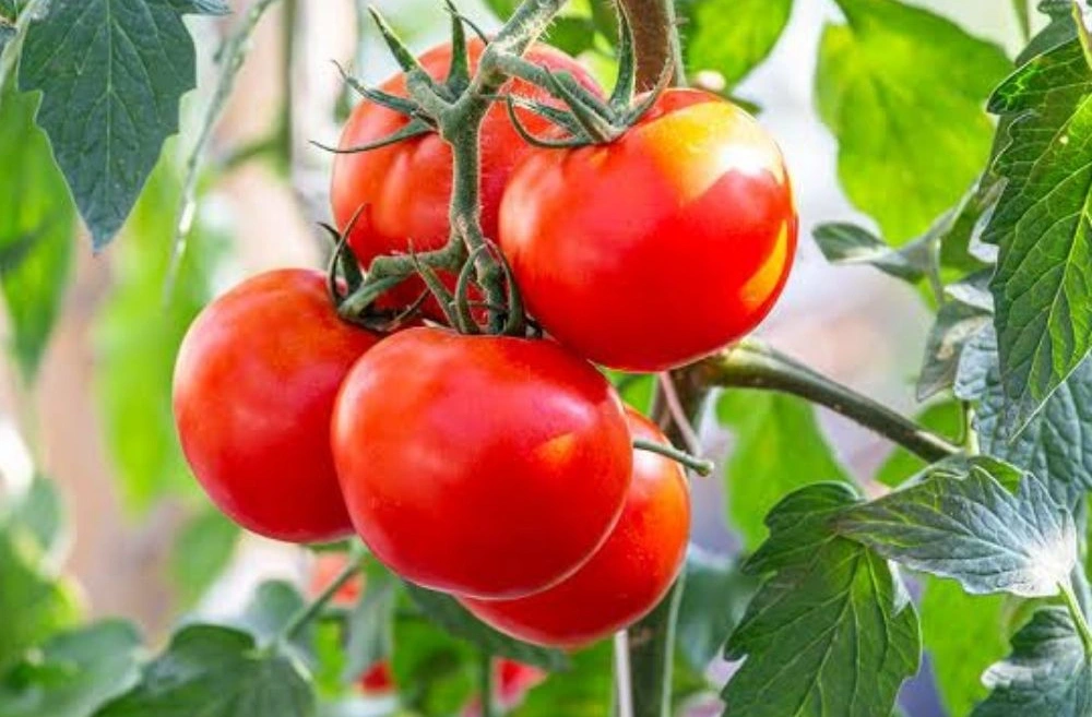Tomatoes