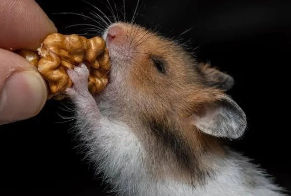 What Happened When Mice Ate Whole Walnuts