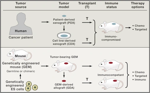 Why Animal Studies Cannot Prove A Human Cancer Cure