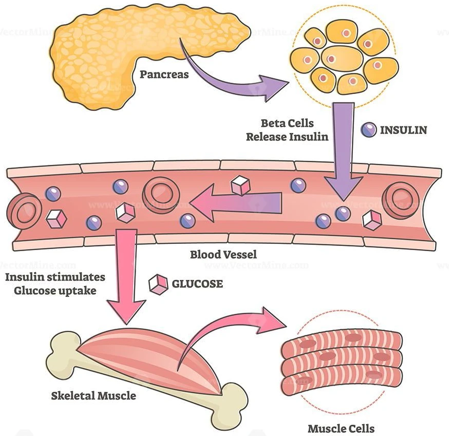 Your Muscles Have Their Own Way of Pulling In Glucose