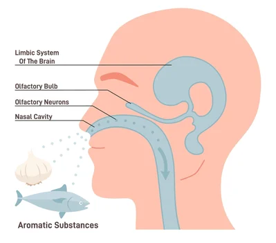When Smell Loss Is A Red Flag, Not Just Aging